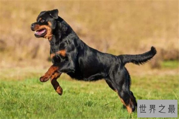 世界十大凶悍猛犬 高加索犬生存能力强，土佐斗犬被多国禁养