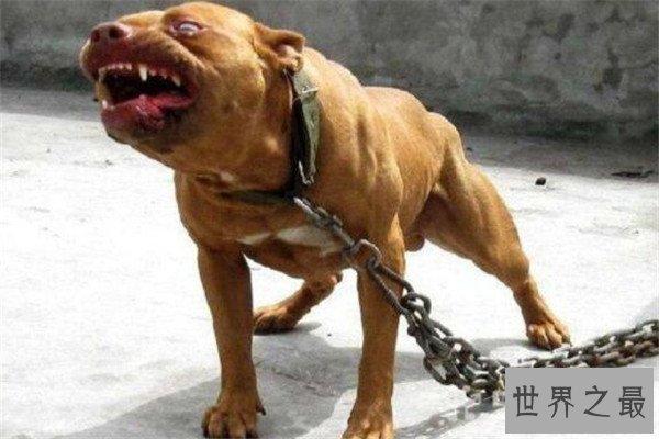 世界十大凶悍猛犬 高加索犬生存能力强，土佐斗犬被多国禁养