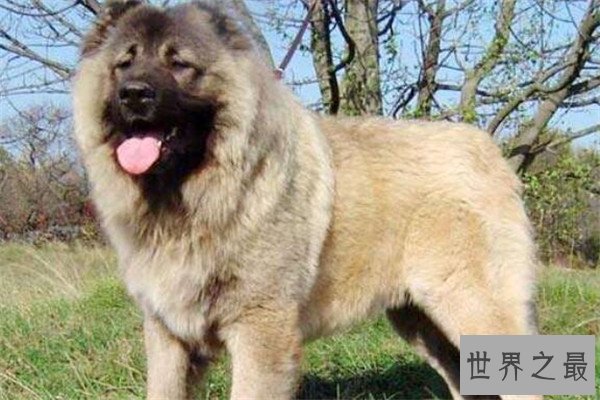 世界十大凶悍猛犬 高加索犬生存能力强，土佐斗犬被多国禁养