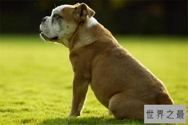 世界十大凶悍猛犬 高加索犬生存能力强，土佐斗犬被多国禁养