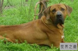 世界十大凶悍猛犬 高加索犬生存能力强，土佐斗犬被多国禁养