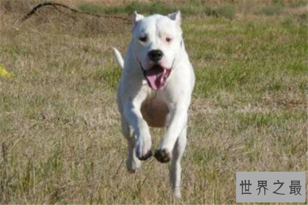 世界十大凶悍猛犬 高加索犬生存能力强，土佐斗犬被多国禁养