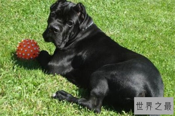 世界十大凶悍猛犬 高加索犬生存能力强，土佐斗犬被多国禁养