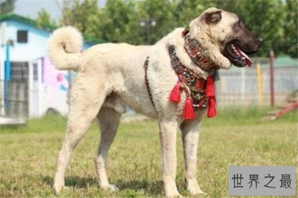 世界十大凶悍猛犬 高加索犬生存能力强，土佐斗犬被多国禁养
