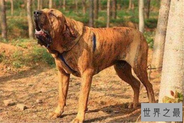 世界十大凶悍猛犬 高加索犬生存能力强，土佐斗犬被多国禁养