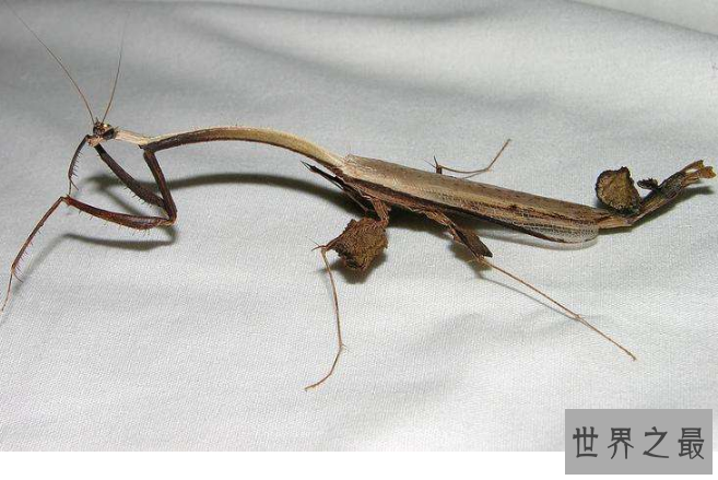 世界十大螳螂 中华大刀螳上榜，第一名实力最强悍