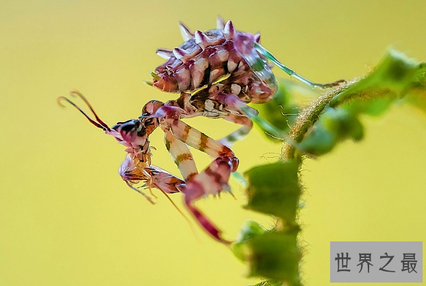 世界十大螳螂 中华大刀螳上榜，第一名实力最强悍