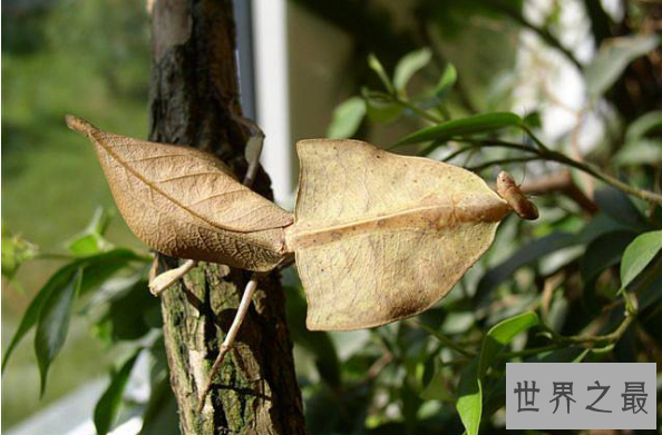 世界十大螳螂 中华大刀螳上榜，第一名实力最强悍