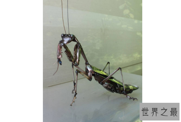 世界十大螳螂 中华大刀螳上榜，第一名实力最强悍