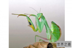 世界十大螳螂 中华大刀螳上榜，第一名实力最强悍