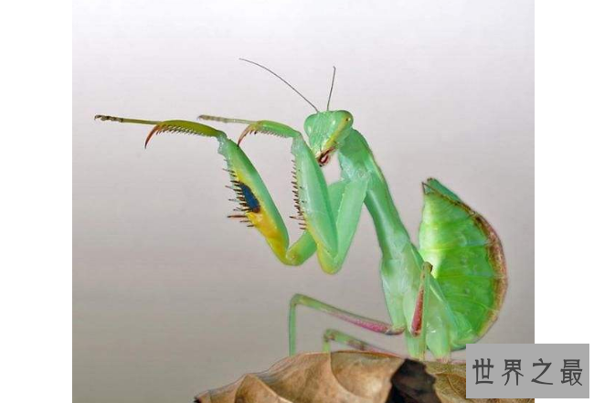 世界十大螳螂 中华大刀螳上榜，第一名实力最强悍