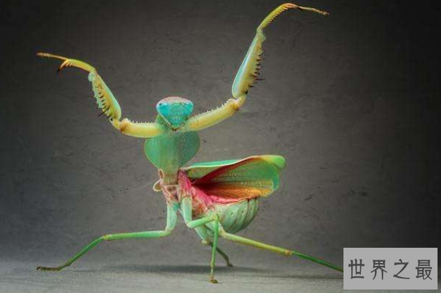 世界十大螳螂 中华大刀螳上榜，第一名实力最强悍