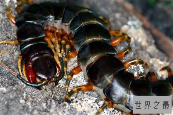 世界十大巨型蜈蚣 少棘蜈蚣你一定见过，看见哈氏蜈蚣请绕道