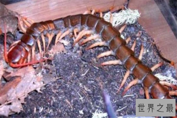 世界十大巨型蜈蚣 少棘蜈蚣你一定见过，看见哈氏蜈蚣请绕道
