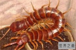 世界十大巨型蜈蚣 少棘蜈蚣你一定见过,看见哈氏蜈蚣请绕道