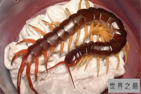 世界十大巨型蜈蚣 少棘蜈蚣你一定见过，看见哈氏蜈蚣请绕道