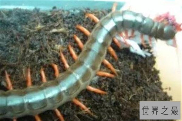 世界十大巨型蜈蚣 少棘蜈蚣你一定见过，看见哈氏蜈蚣请绕道
