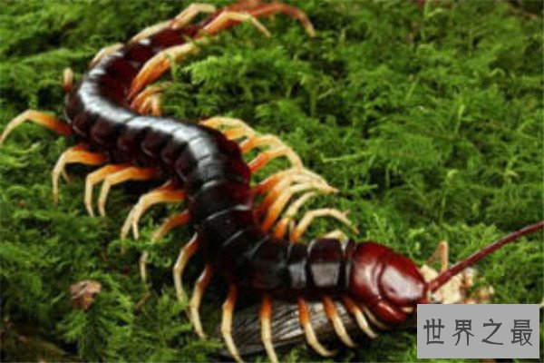 世界十大巨型蜈蚣 少棘蜈蚣你一定见过，看见哈氏蜈蚣请绕道