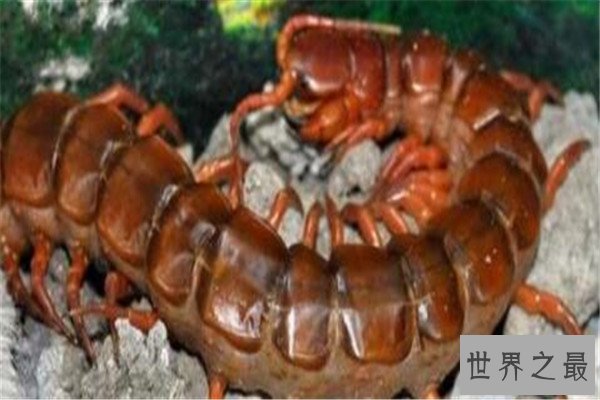 世界十大巨型蜈蚣 少棘蜈蚣你一定见过，看见哈氏蜈蚣请绕道