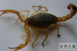世界十大毒蝎 黄肥尾蝎生性残暴，巴勒斯坦毒蝎千万不要惹