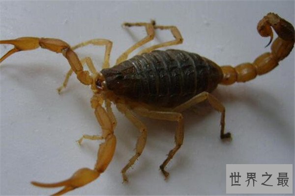世界十大毒蝎 黄肥尾蝎生性残暴，巴勒斯坦毒蝎千万不要惹
