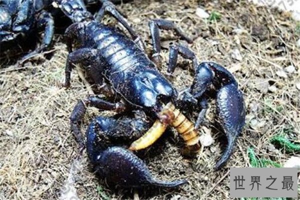 世界十大毒蝎 黄肥尾蝎生性残暴，巴勒斯坦毒蝎千万不要惹