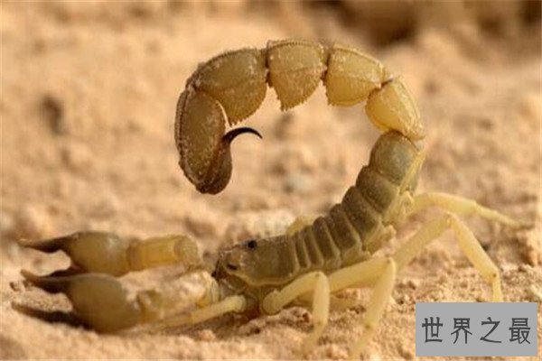 世界十大毒蝎 黄肥尾蝎生性残暴，巴勒斯坦毒蝎千万不要惹