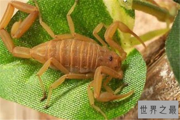 世界十大毒蝎 黄肥尾蝎生性残暴，巴勒斯坦毒蝎千万不要惹