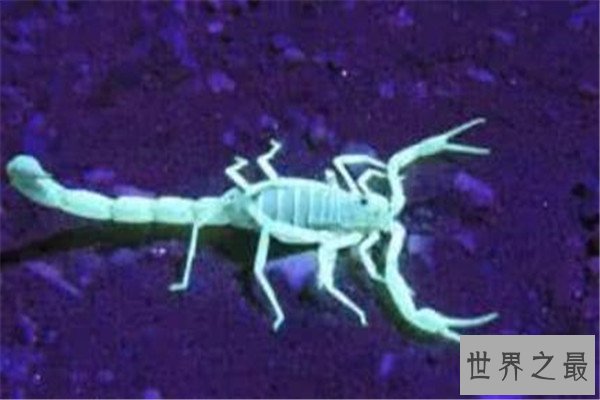 世界十大毒蝎 黄肥尾蝎生性残暴，巴勒斯坦毒蝎千万不要惹