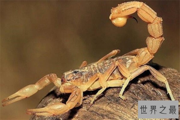 世界十大毒蝎 黄肥尾蝎生性残暴，巴勒斯坦毒蝎千万不要惹