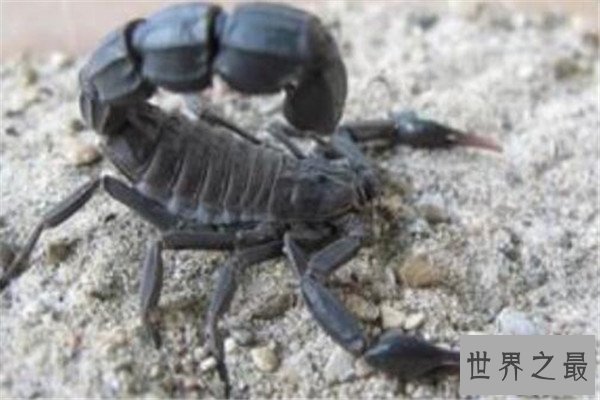 世界十大毒蝎 黄肥尾蝎生性残暴，巴勒斯坦毒蝎千万不要惹
