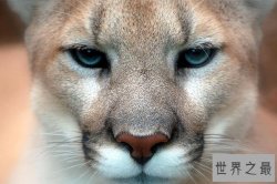 世界上最猛的动物排名 鬣狗排第七，森蚺第四，第一居然是它