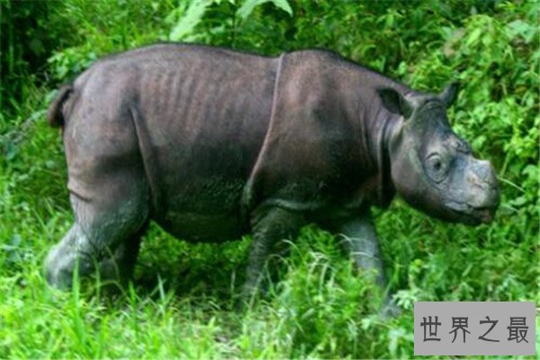 世界最著名十大动物 大熊猫上榜，爪哇犀牛喜欢独来独往