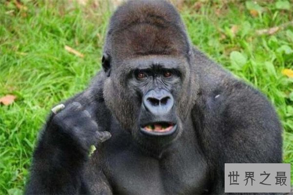 世界最著名十大动物 大熊猫上榜，爪哇犀牛喜欢独来独往