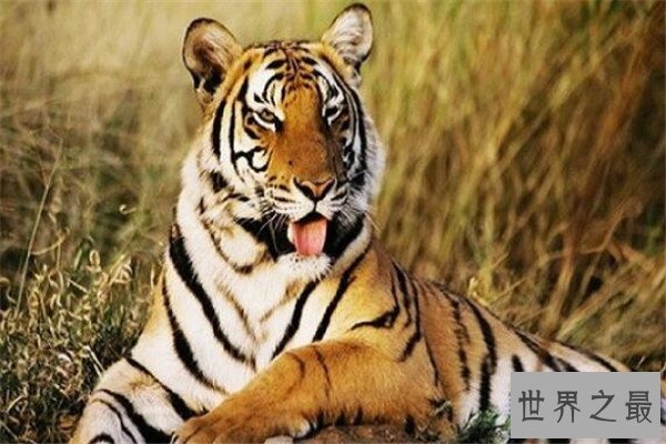 世界最著名十大动物 大熊猫上榜，爪哇犀牛喜欢独来独往