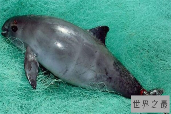 世界最著名十大动物 大熊猫上榜，爪哇犀牛喜欢独来独往