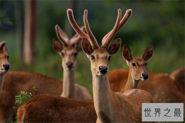 世界最著名十大动物 大熊猫上榜，爪哇犀牛喜欢独来独往