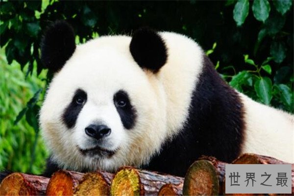 世界最著名十大动物 大熊猫上榜，爪哇犀牛喜欢独来独往