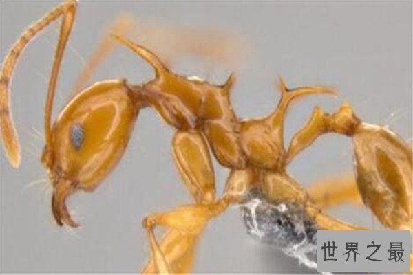 世界十大奇怪动物 帝王魟背部有斑点，第三种是不少人的噩梦