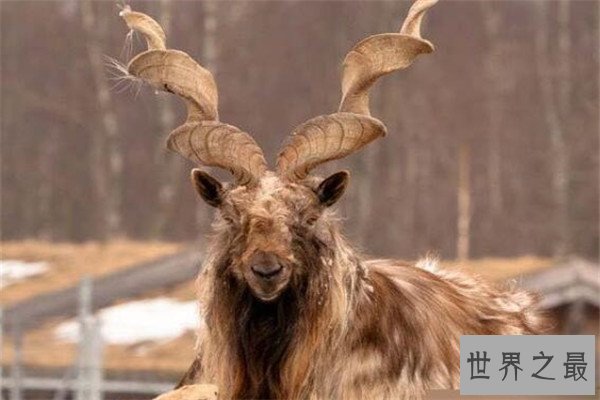 世界十大奇怪动物 帝王魟背部有斑点，第三种是不少人的噩梦