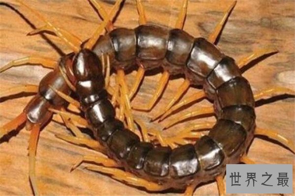 世界十大奇怪动物 帝王魟背部有斑点，第三种是不少人的噩梦