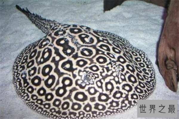 世界十大奇怪动物 帝王魟背部有斑点，第三种是不少人的噩梦