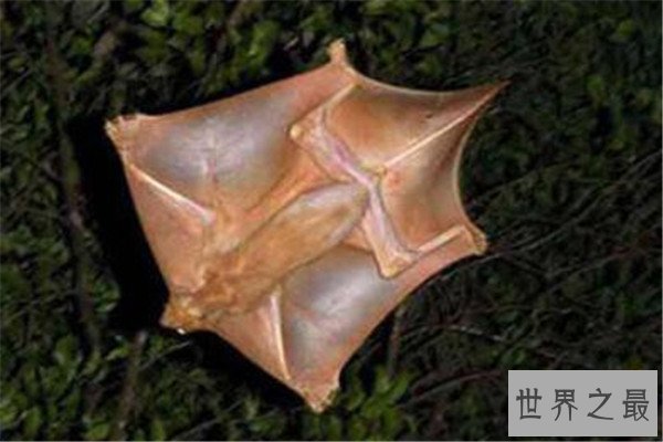 世界十大奇怪动物 帝王魟背部有斑点，第三种是不少人的噩梦