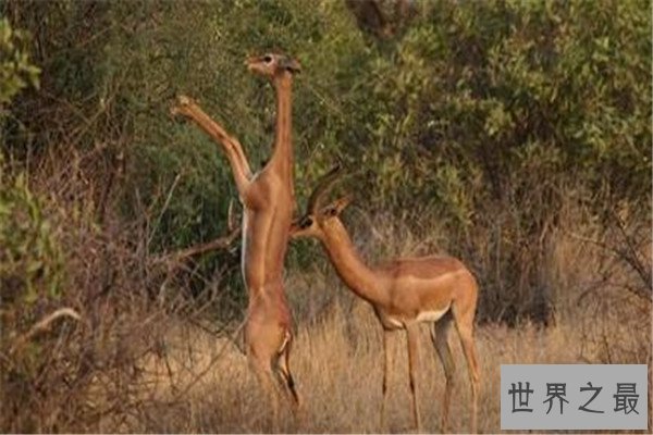 世界十大奇怪动物 帝王魟背部有斑点，第三种是不少人的噩梦