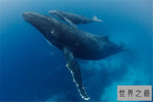 世界十大最大动物 鸵鸟上榜，易碎双腔龙比蓝鲸还长