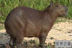 世界十大最大动物 鸵鸟上榜，易碎双腔龙比蓝鲸还长