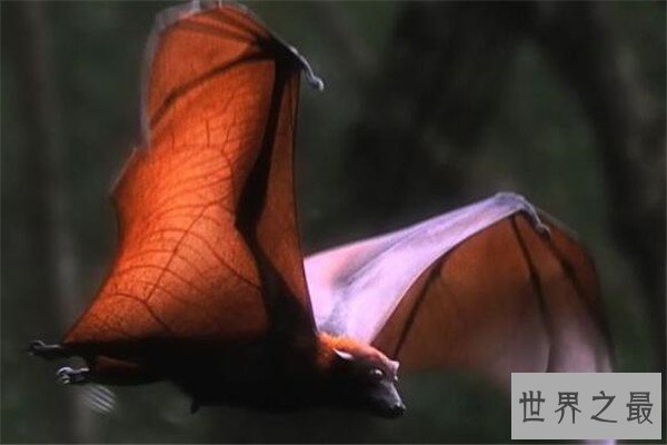 世界十大最大动物 鸵鸟上榜，易碎双腔龙比蓝鲸还长