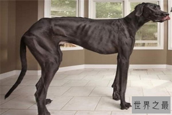 世界十大最大动物 鸵鸟上榜，易碎双腔龙比蓝鲸还长