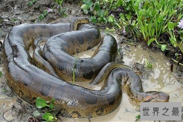 世界十大最大动物 鸵鸟上榜，易碎双腔龙比蓝鲸还长