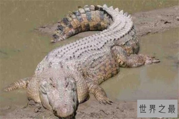 世界十大最大动物 鸵鸟上榜，易碎双腔龙比蓝鲸还长